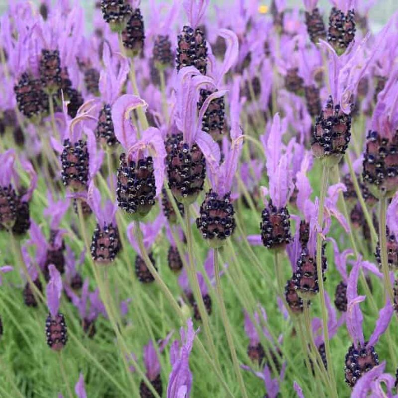 Lavandula stoechas ssp. pedunculata 15-20 cm